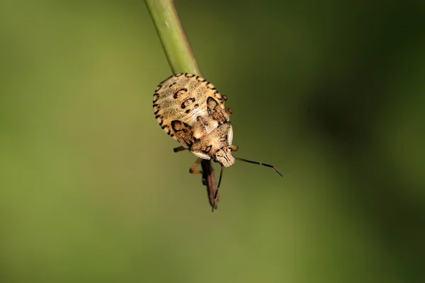 Stinkbug — стоковое фото