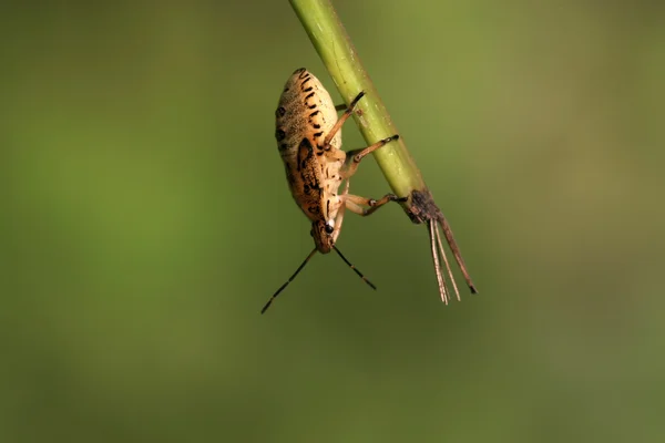 Stinkbug — стоковое фото