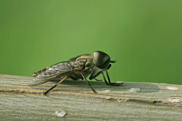 Insetti mosche — Foto Stock