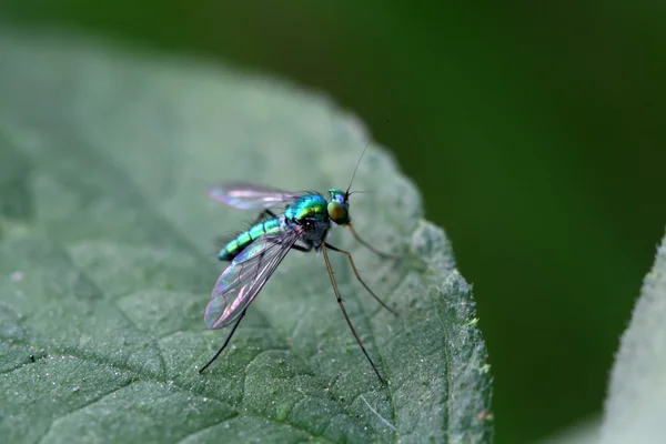 Tabanidae böcekler çim closeup — Stok fotoğraf