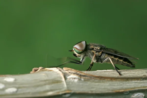 Flies insects — Stock Photo, Image