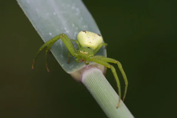 Aranha de caranguejo — Fotografia de Stock