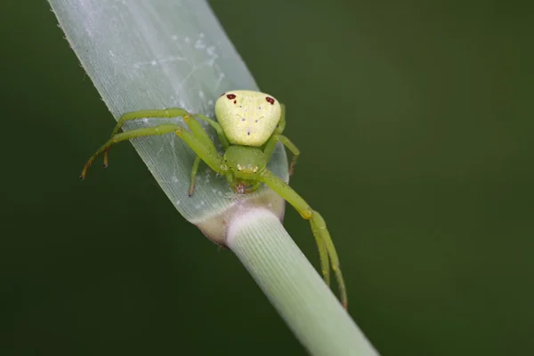 Crab spider — Stock Photo, Image