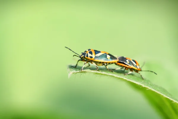 Stinkbug — стокове фото