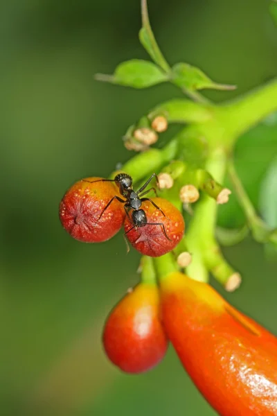 작은 개미와 붉은 꽃 — 스톡 사진