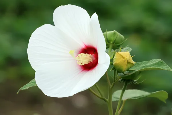 ハイビスカス クワイの花 — ストック写真