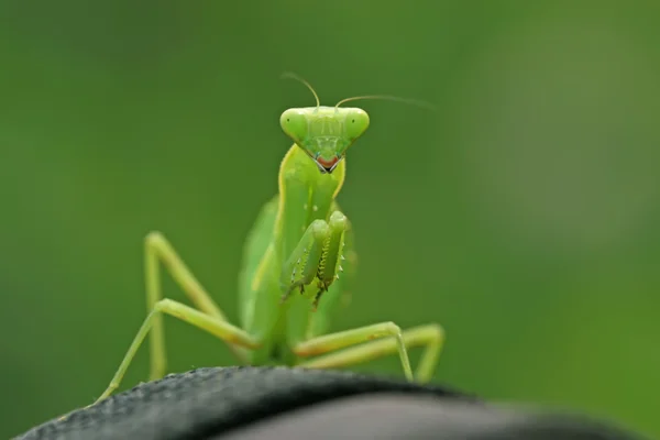 Nahaufnahme von Gottesanbeterinnen — Stockfoto