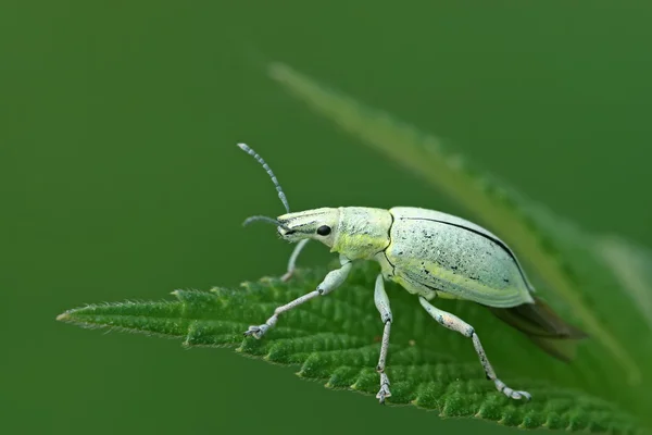 Weevil verde — Fotografia de Stock