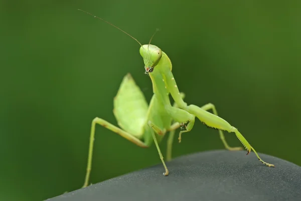 Closeup Mantis — Stok fotoğraf