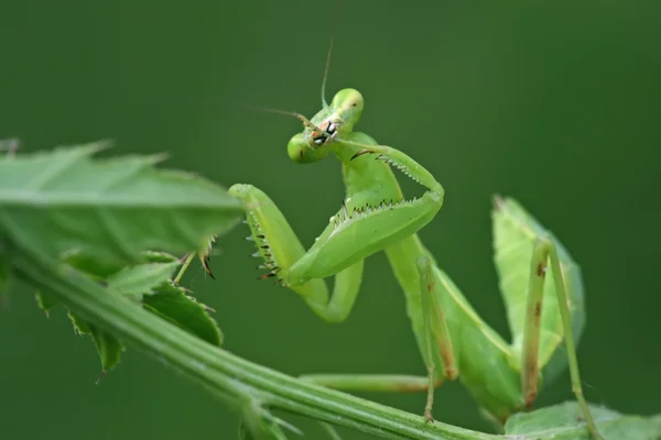 Zbliżenie Mantis — Zdjęcie stockowe