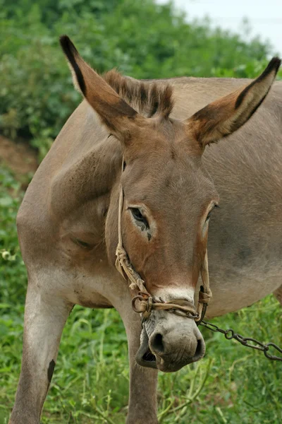 Donkey in the fields — Stock Photo, Image