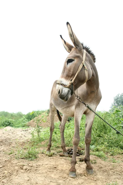 Burro en los campos —  Fotos de Stock