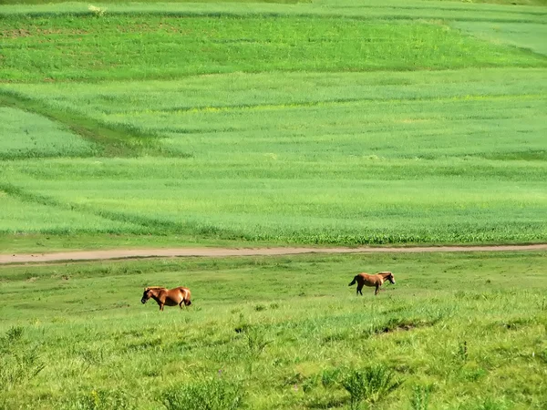 Grassland scenery — Stock Photo, Image