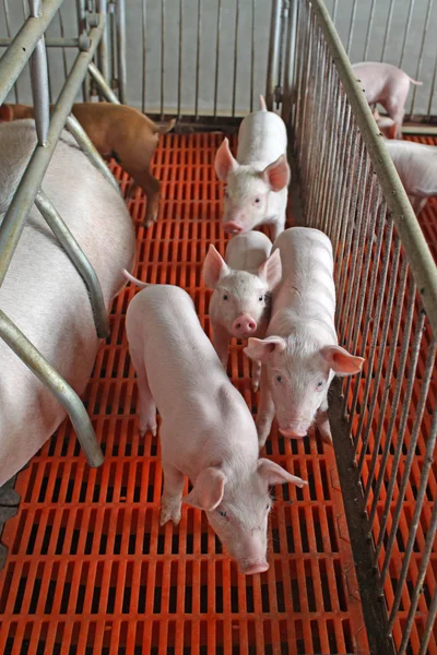 Piglets in the enclosure — Stock Photo, Image