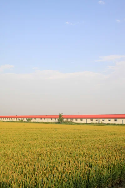 Ris landskap — Stockfoto