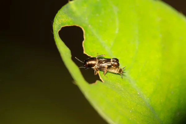 Orthoptera insecten — Stockfoto
