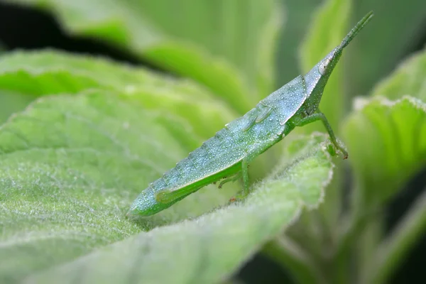 중국 atractomorpha 메뚜기 — 스톡 사진