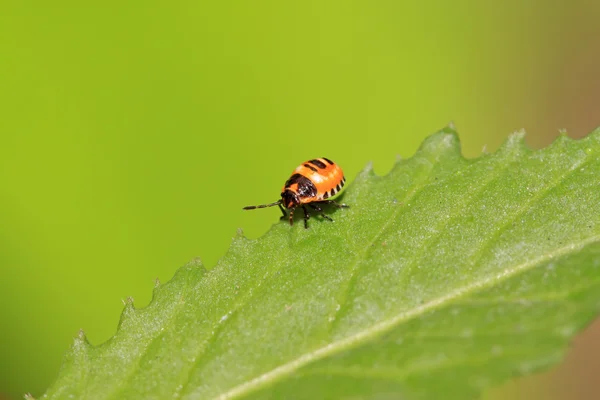 Βρώμα bug — Φωτογραφία Αρχείου