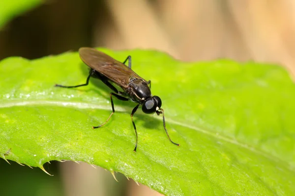 Gadfly de aguas negras —  Fotos de Stock