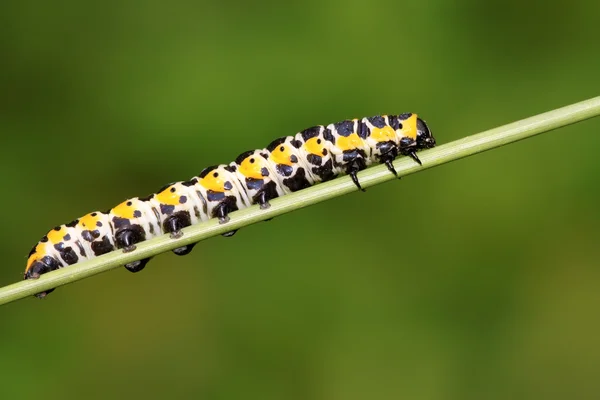 Vlinder larven op een groene plant — Stockfoto
