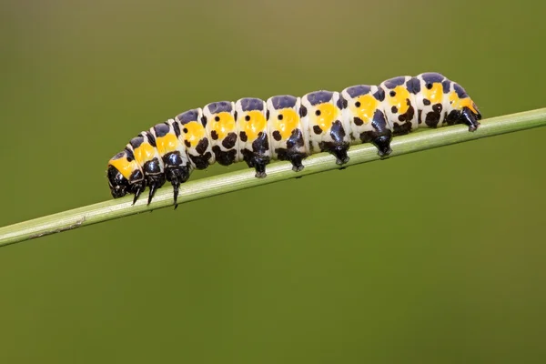 Vlinder larven op een groene plant — Stockfoto