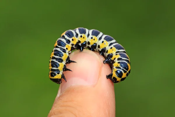 Личинки бабочек в пальцах человека — стоковое фото