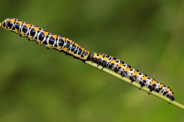 Larvas de borboleta em uma planta verde — Fotografia de Stock