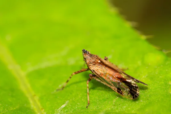 Rovarok homoptera — Stock Fotó