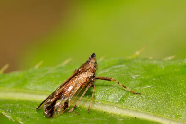Homoptera insecten — Stockfoto