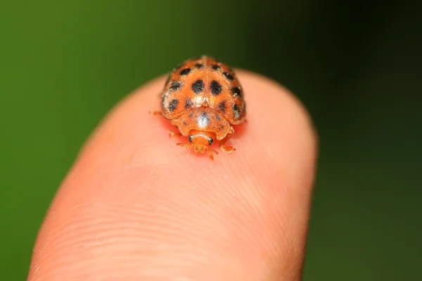 Potato ladybird — Stock Photo, Image