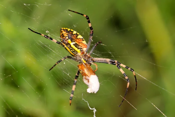 A spider — Stock Photo, Image