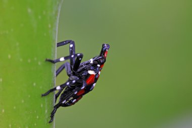fulgoroidea böcekler üzerinde yaprak yeşil