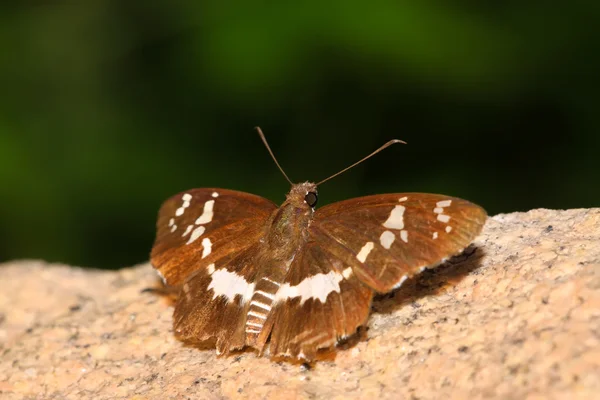 Mariposa marrón —  Fotos de Stock