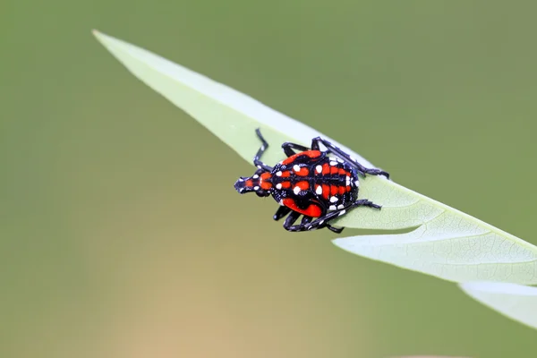 Fulgoroidea комах на зеленому листі — стокове фото