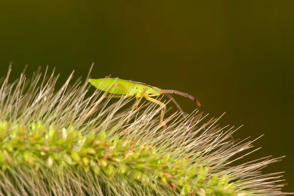 Apestoso insecto —  Fotos de Stock