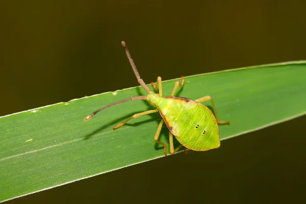 Apestoso insecto —  Fotos de Stock