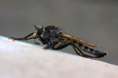Böcekler