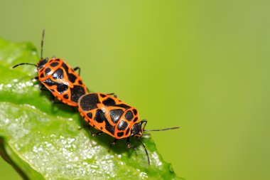 iki stinkbugs