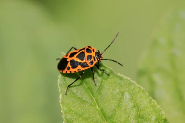 Bug puzzolente — Foto Stock