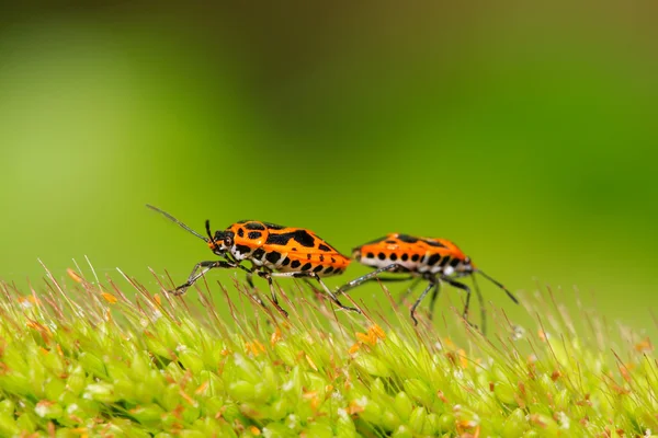Due insetti puzzolenti — Foto Stock