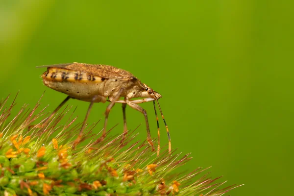 Stank bugg — Stockfoto