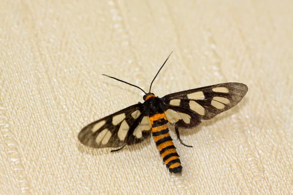Moth insects — Stock Photo, Image