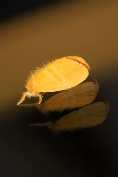 Nachtvlinder insecten — Stockfoto