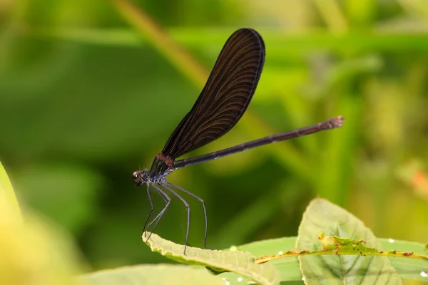 Libellule noire sur l'herbe — Photo