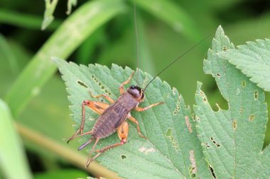 cricket nymphs clipart