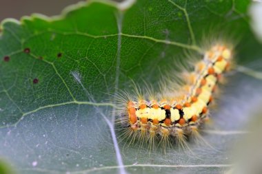 bitki kök üzerinde bir tırtıl