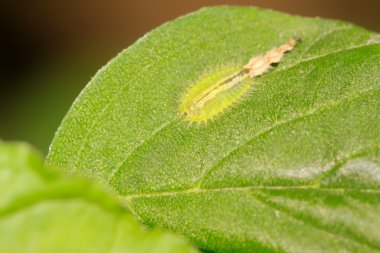 Coleoptera böcekler