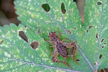 Cricket nymphs clipart