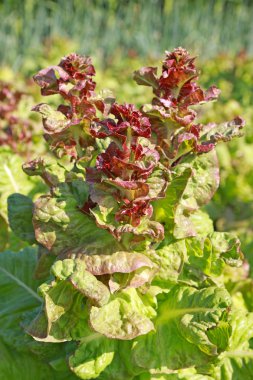 yeşil sebze yakın çekim