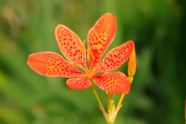 Fiori di fresia — Foto Stock